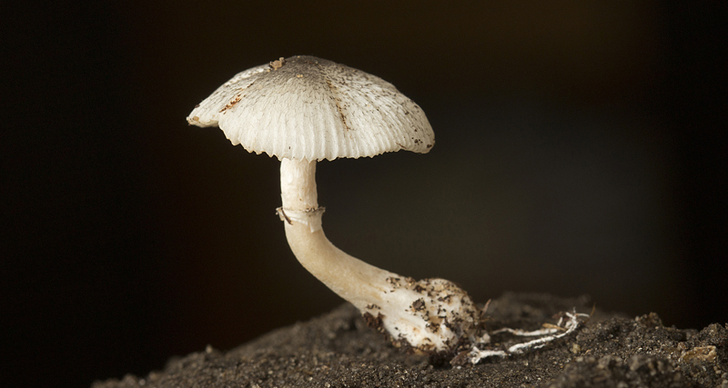 Leucocoprinus heinemannii (door Menno Boomsluiter)