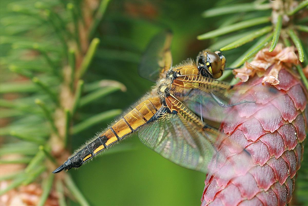 Libellula quadrimaculata (door Jan Kersten)