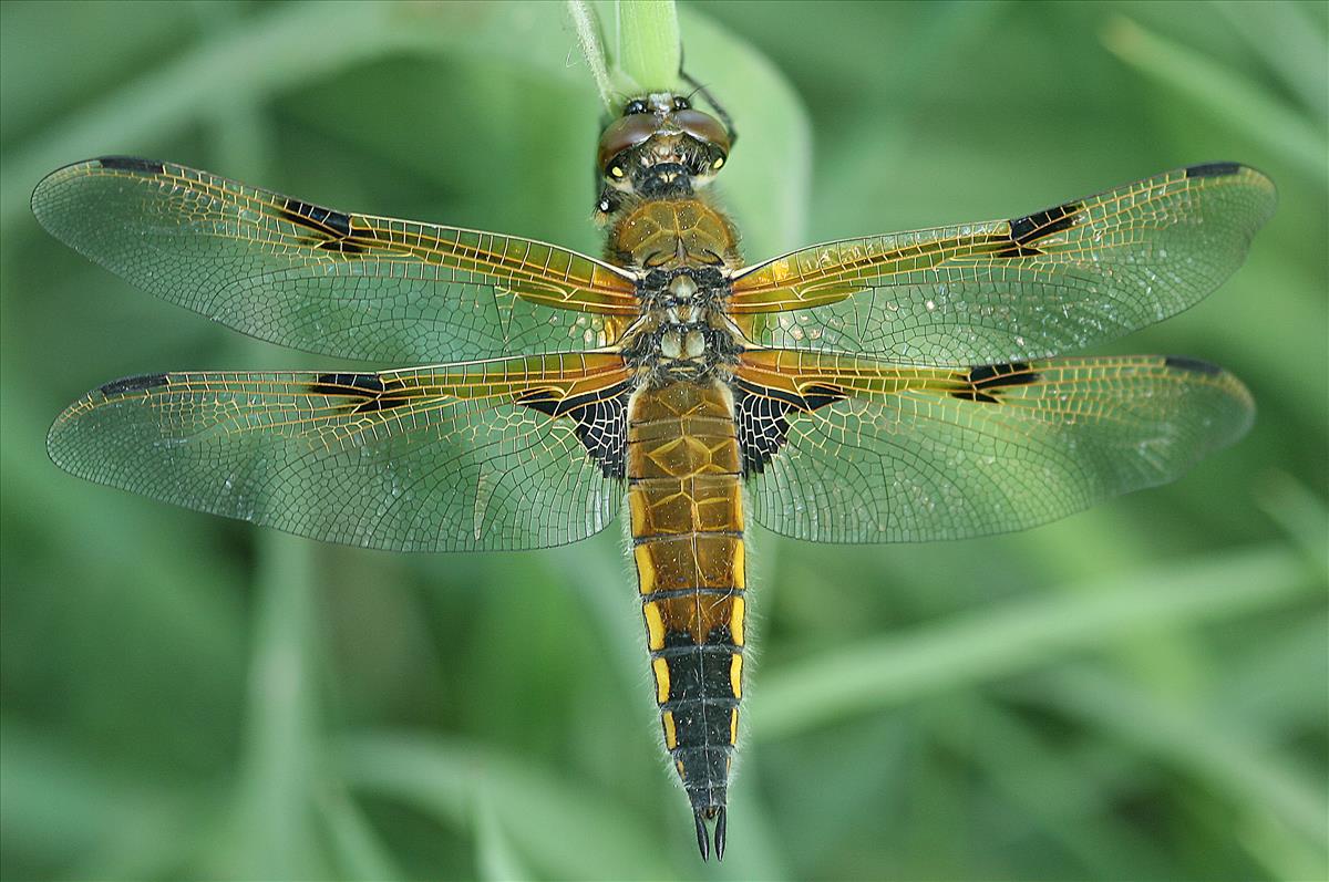 Libellula quadrimaculata (door Jan Kersten)