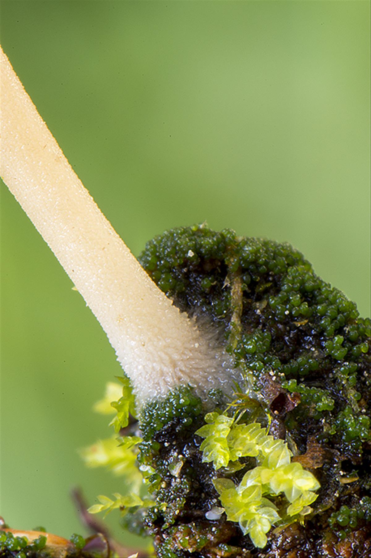 Lichenomphalia umbellifera (door Nico Dam)