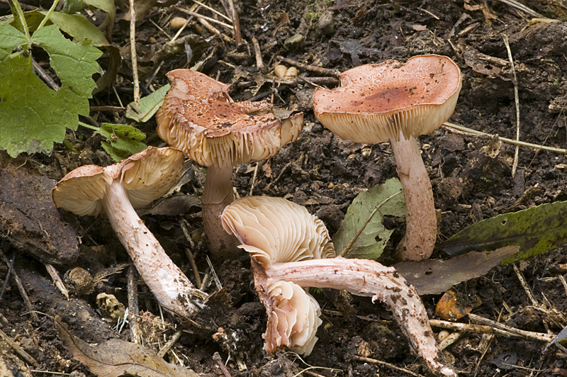 Limacella vinosorubescens (door Nico Dam)