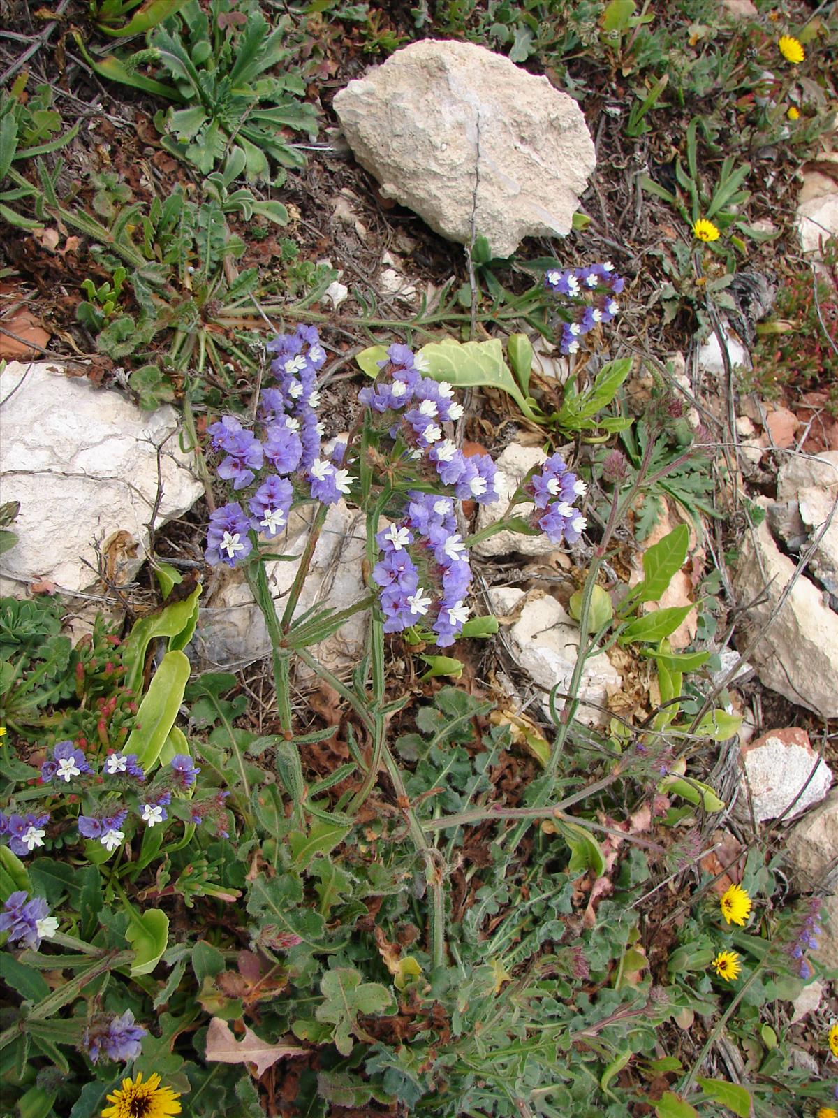 Limonium sinuatum (door Adrie van Heerden)