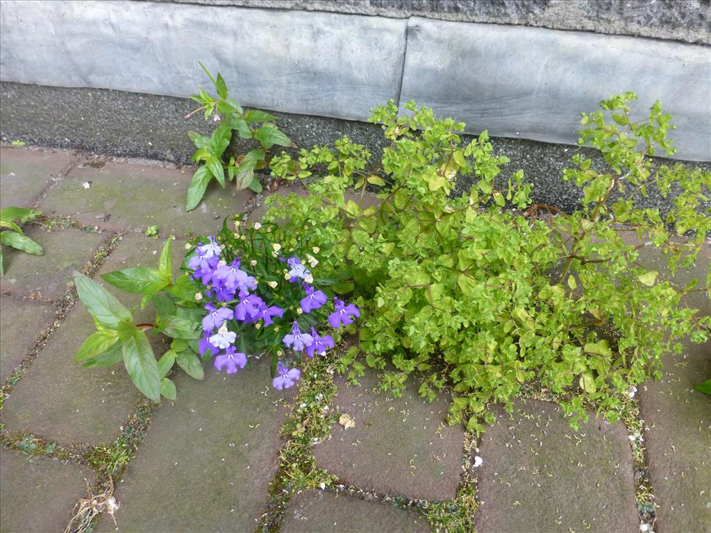 Lobelia erinus (door Claud Biemans)