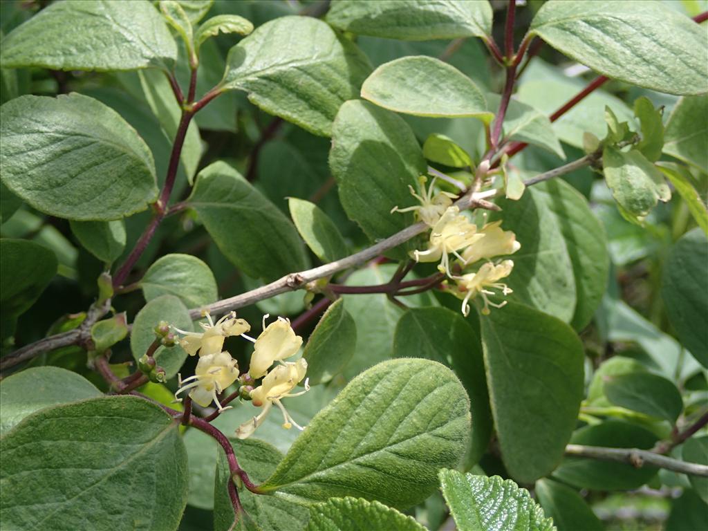 Lonicera xylosteum (door Adrie van Heerden)