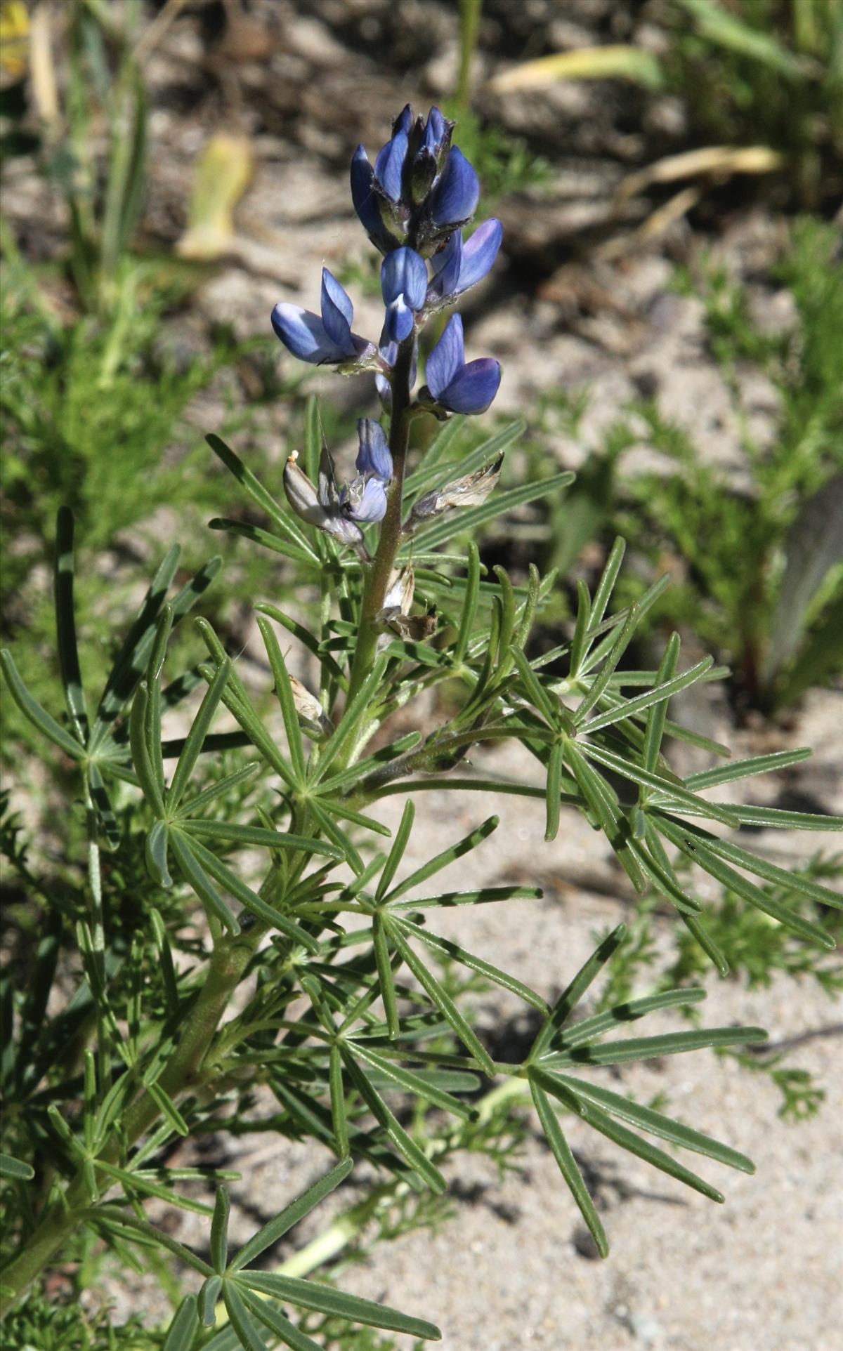 Lupinus angustifolius (door Jelle Hofstra)