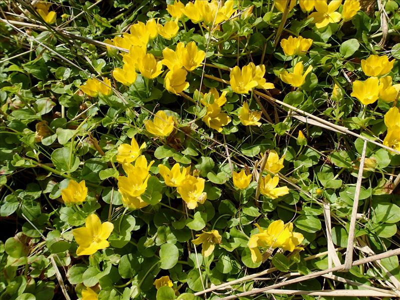 Lysimachia nummularia (door Adrie van Heerden)