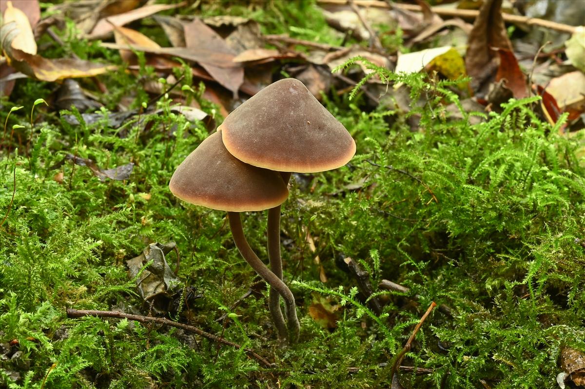 Macrocystidia cucumis (door Laurens van der Linde)