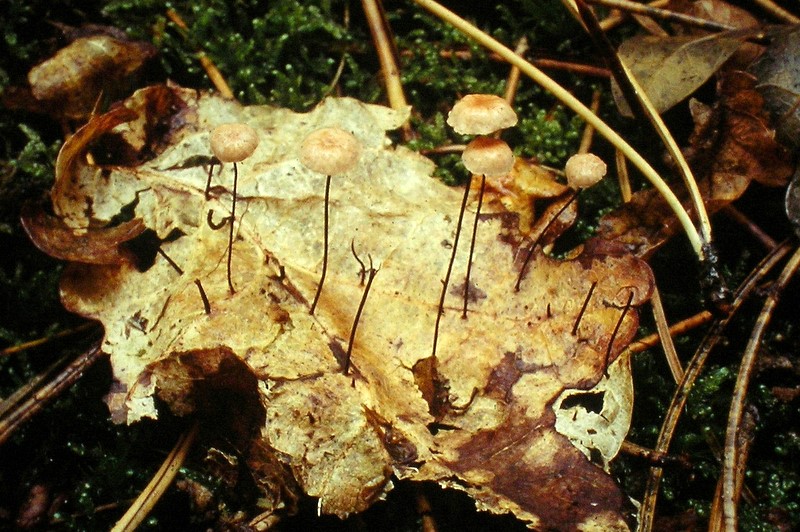 Gymnopus quercophilus (door Aldert Gutter)