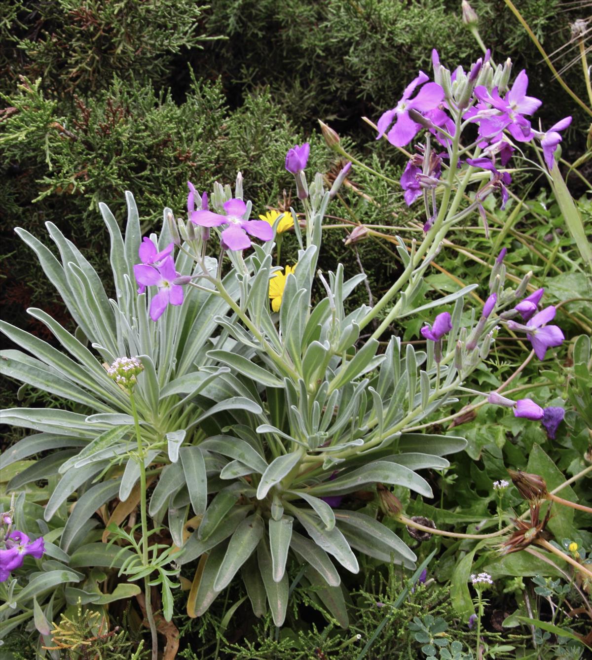 Matthiola incana (door Jelle Hofstra)