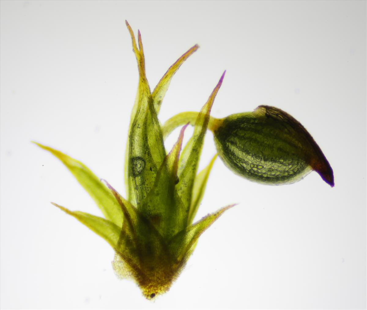 Microbryum curvicolle (door Lukas Verboom)