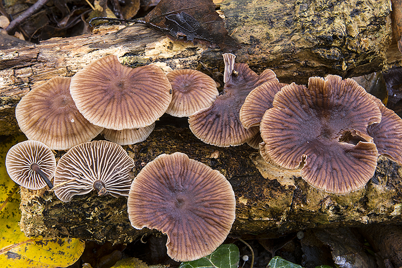 Gymnopus foetidus (door Nico Dam)