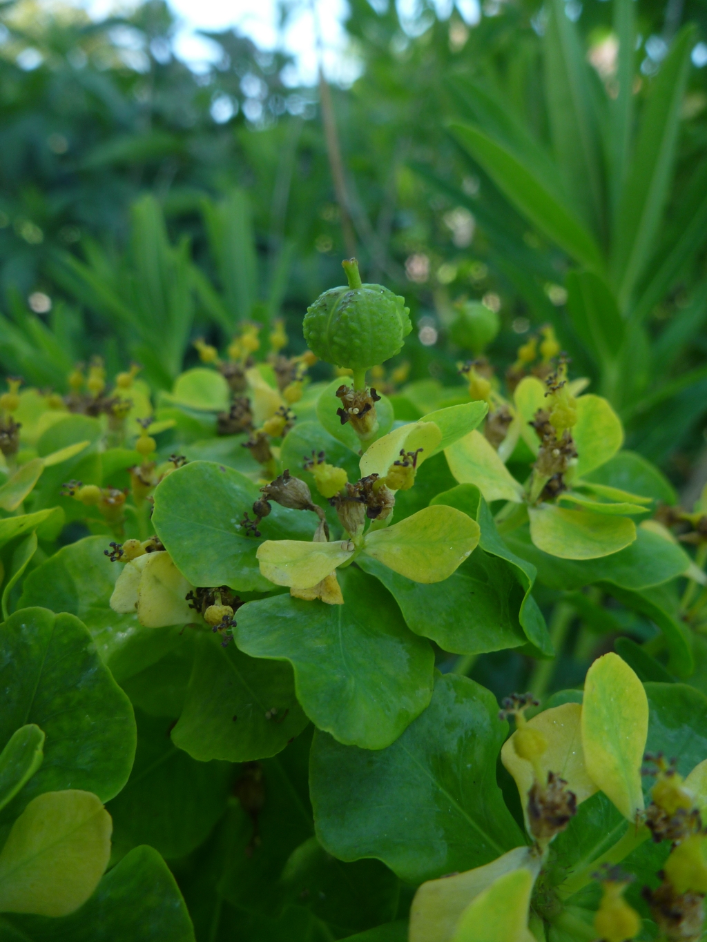 Euphorbia palustris (door Cor Nonhof)