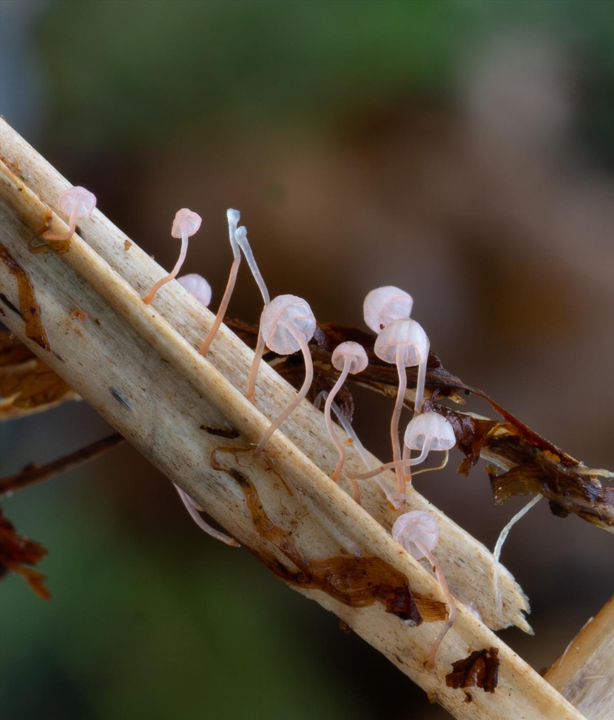 Mycena pterigena (door Roeland Enzlin)