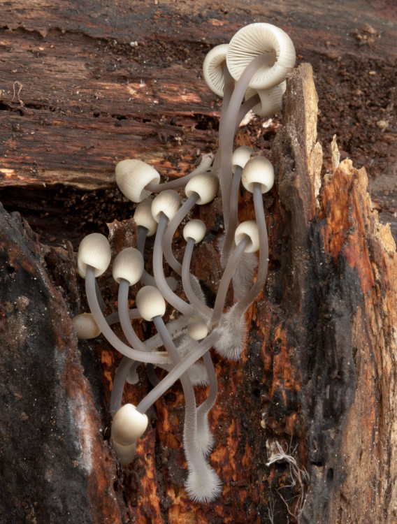 Mycena arcangeliana (door Aldert Gutter)