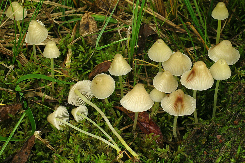 Mycena epipterygia (door Henk Huijser)