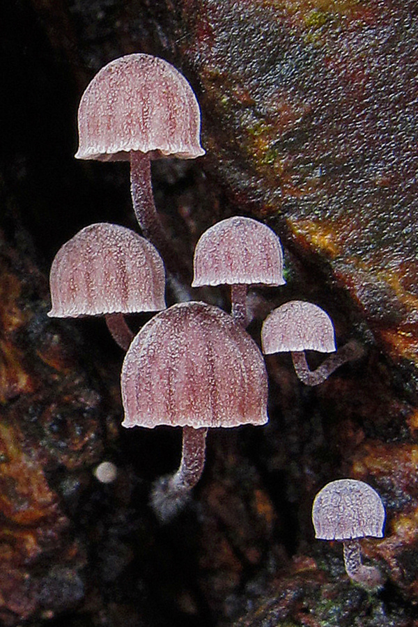 Mycena meliigena (door Henk Huijser)