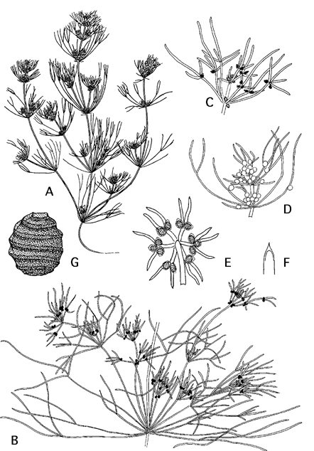 Nitella capillaris (door Emile Nat)