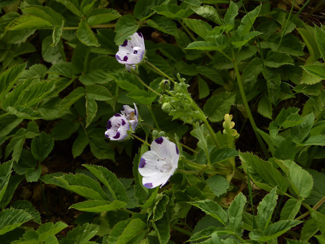 Nemophila maculata (door Theo van Cuijk)