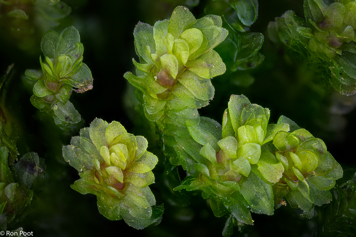 Diplophyllum albicans (door Ron Poot)