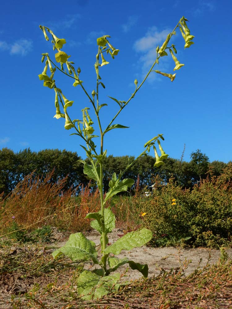 Nicotiana langsdorfii (door Saxifraga-Ed Stikvoort)