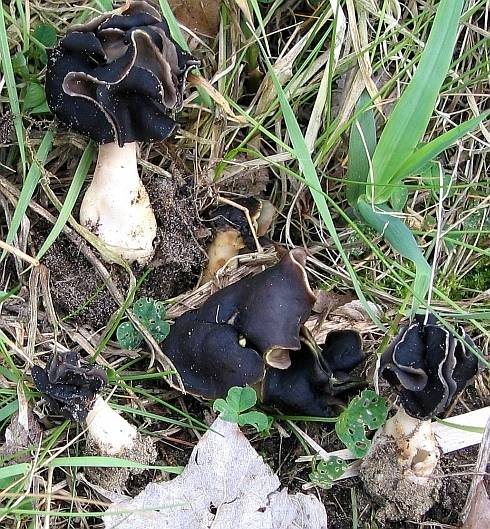 Helvella spadicea (door Lucien Noens)