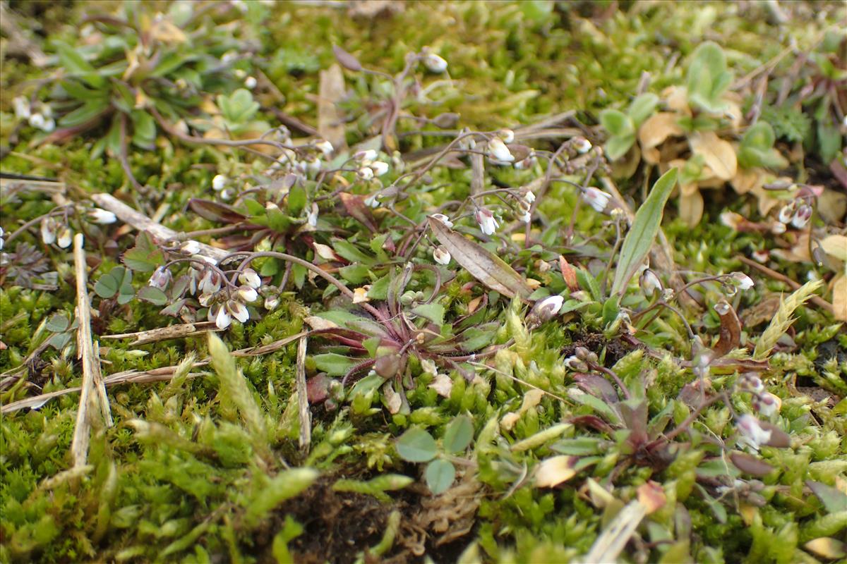 Draba praecox (door Stef van Walsum)