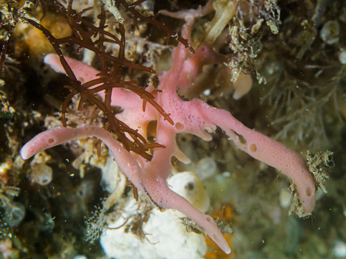 Haliclona (Reniera) cinerea (door Floris Bennema)