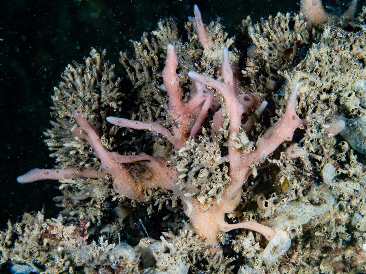 Haliclona (Reniera) cinerea (door Floris Bennema)