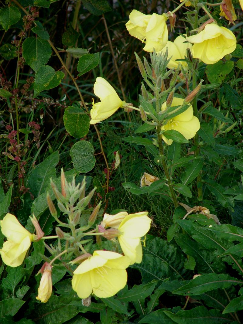 Oenothera glazioviana (door Adrie van Heerden)