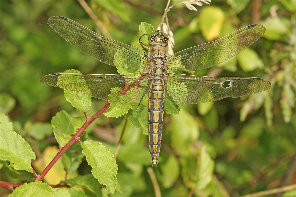 Orthetrum cancellatum (door Jan Kersten)