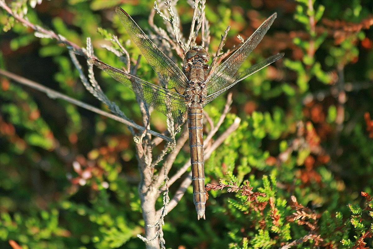 Orthetrum coerulescens (door Jan Kersten)