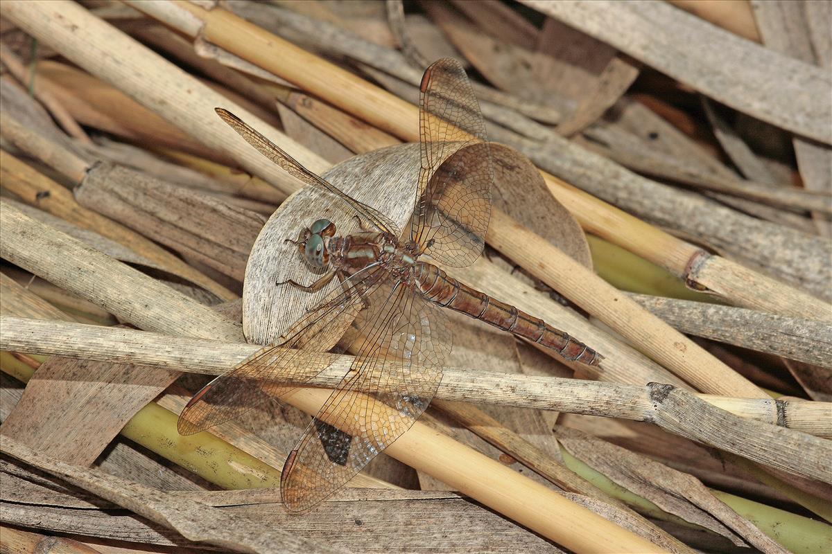 Orthetrum coerulescens (door Jan Kersten)