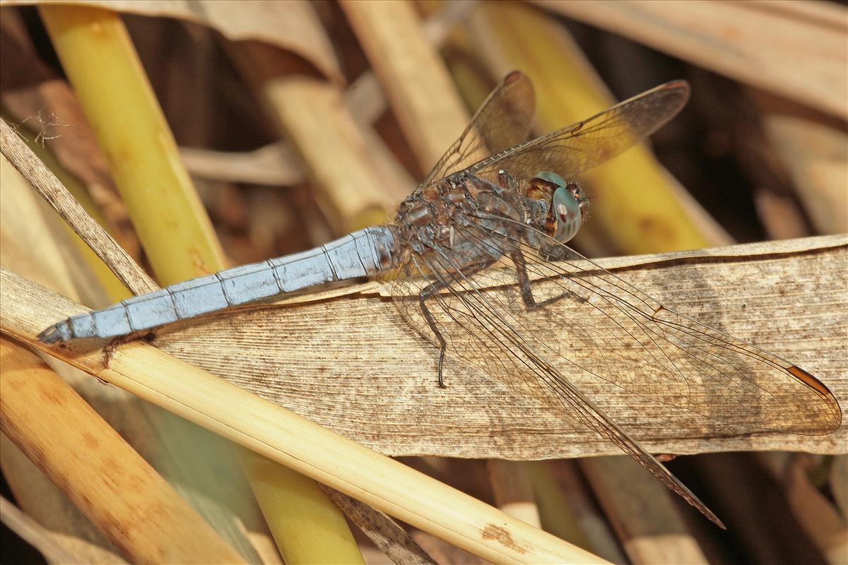 Orthetrum coerulescens (door Jan Kersten)