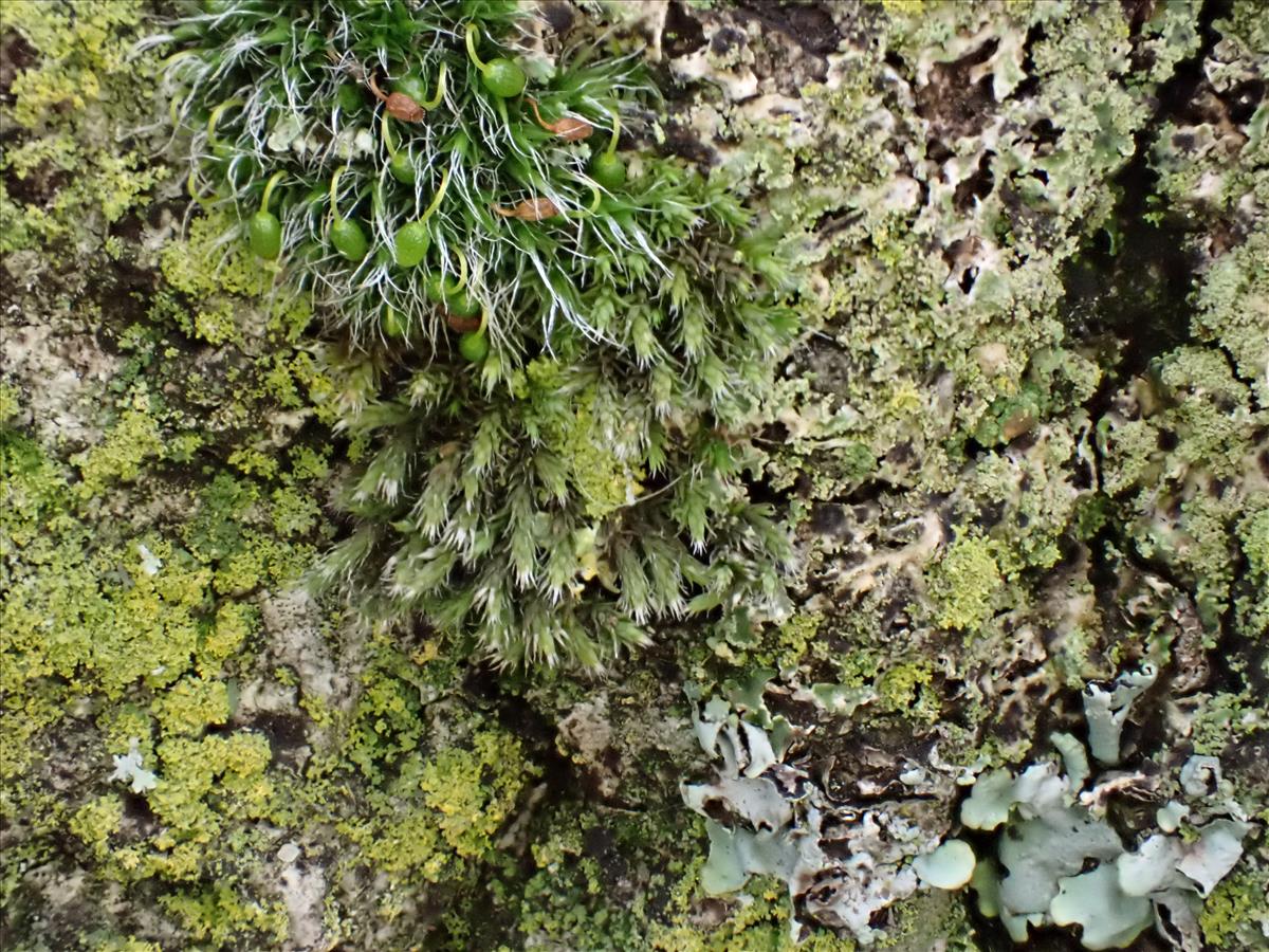 Hedwigia stellata (door Lukas Verboom)