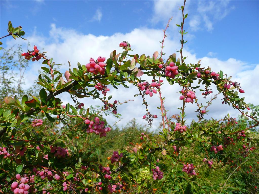 Berberis aggregata (door Annie Vos)