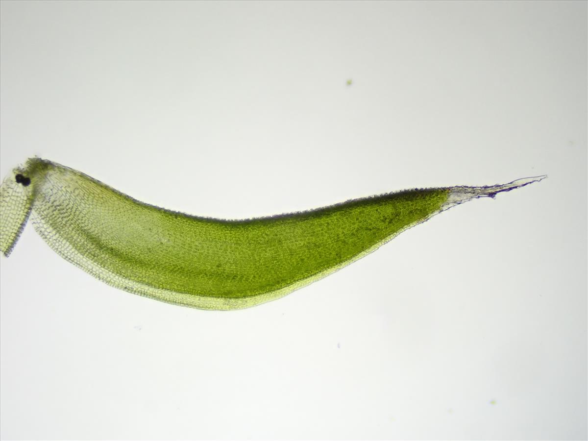 Hedwigia stellata (door Lukas Verboom)