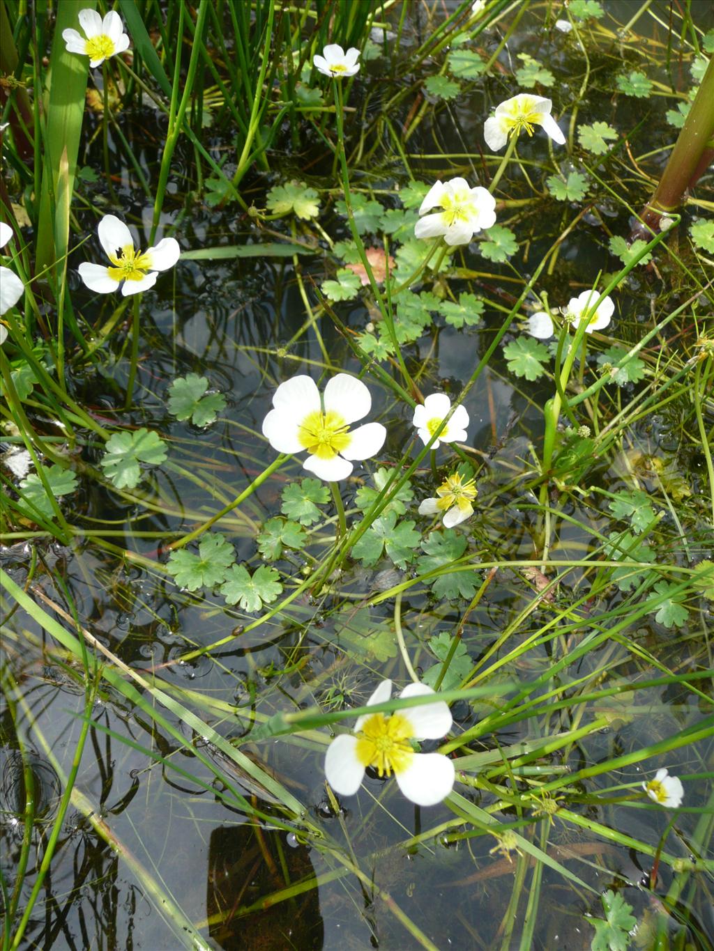 Ranunculus peltatus/penicillatus (door Annie Vos)