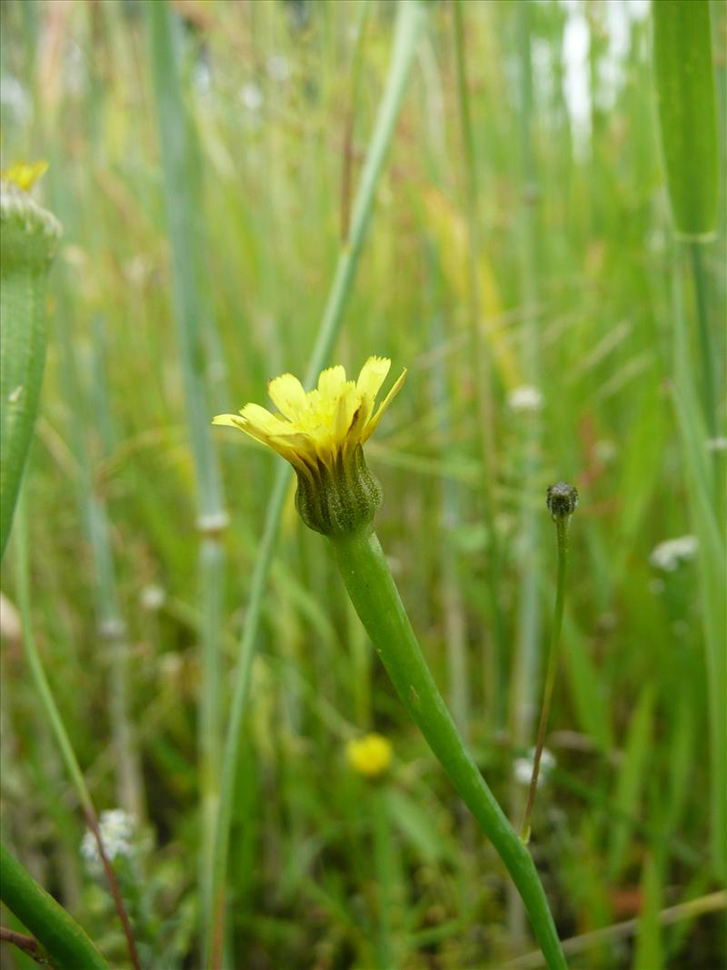 Arnoseris minima (door Annie Vos)