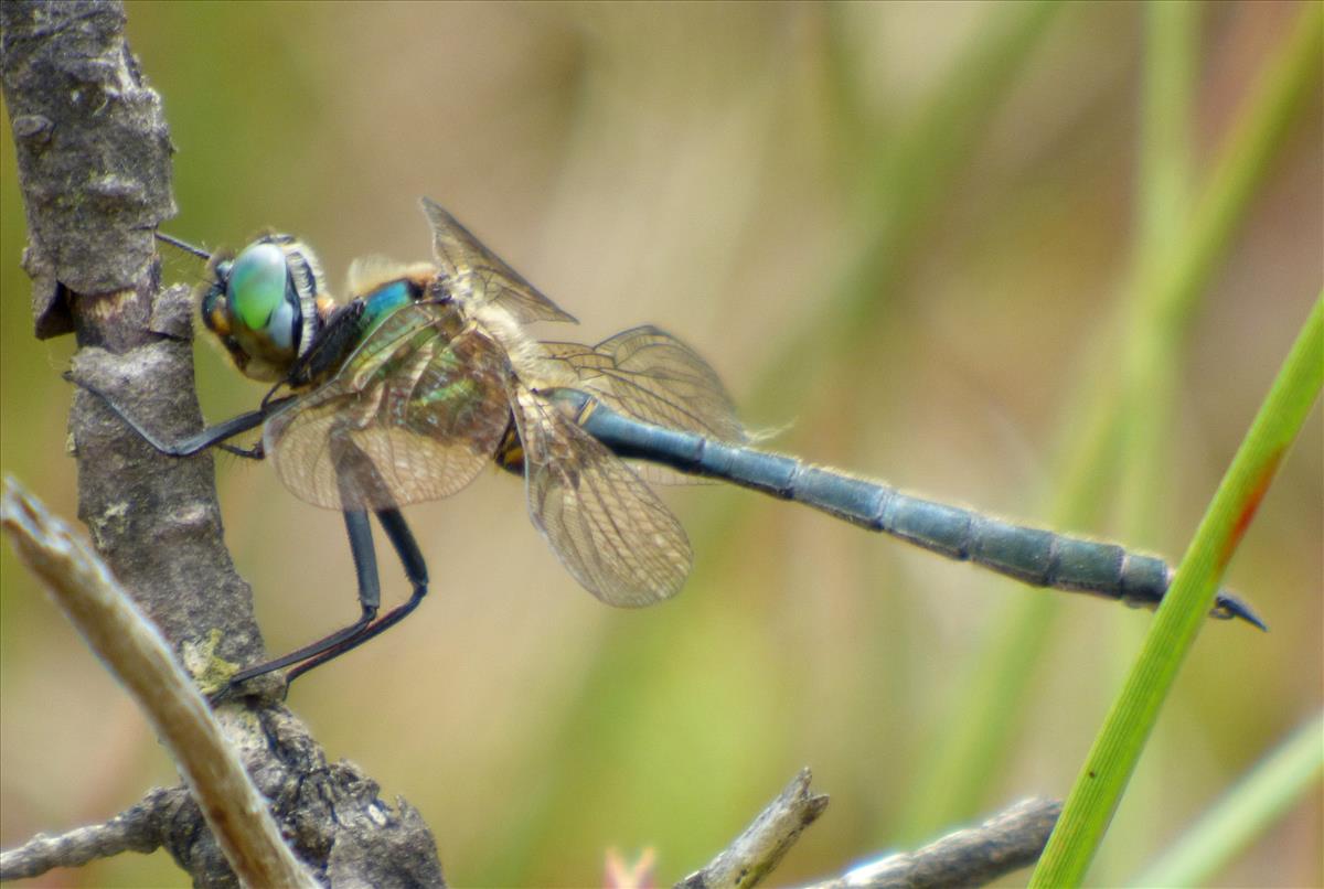 Somatochlora arctica (door Niek Schrier)