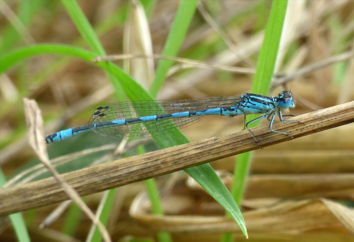 Coenagrion mercuriale (door Niek Schrier)