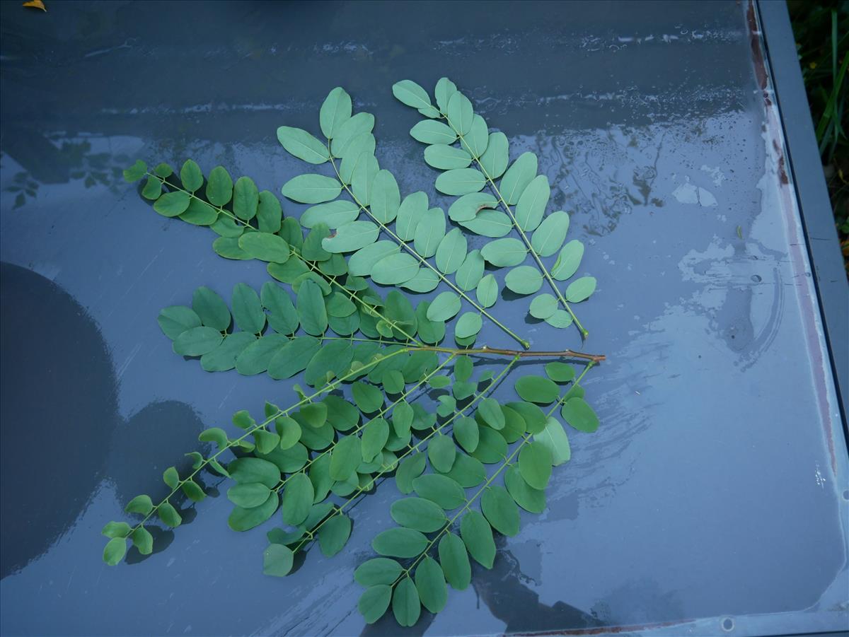 Robinia pseudoacacia (door Wim van der Neut)