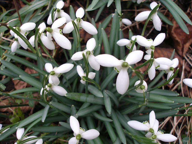 Galanthus nivalis (door Piet Bremer )