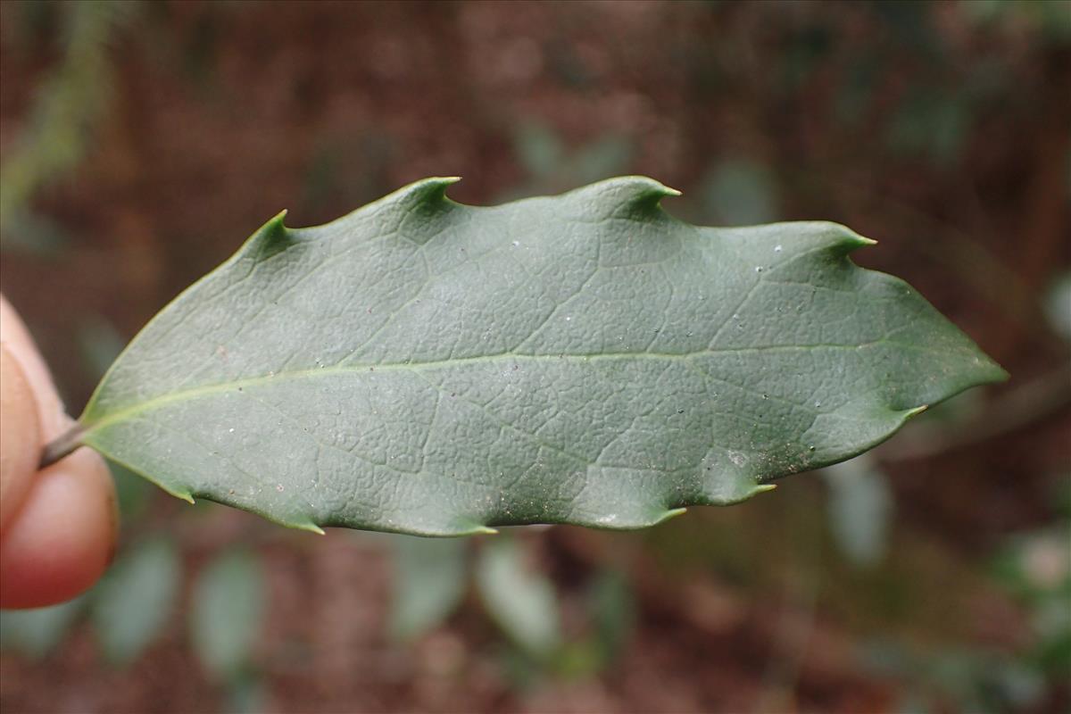 Ilex x meserveae (door Stef van Walsum)