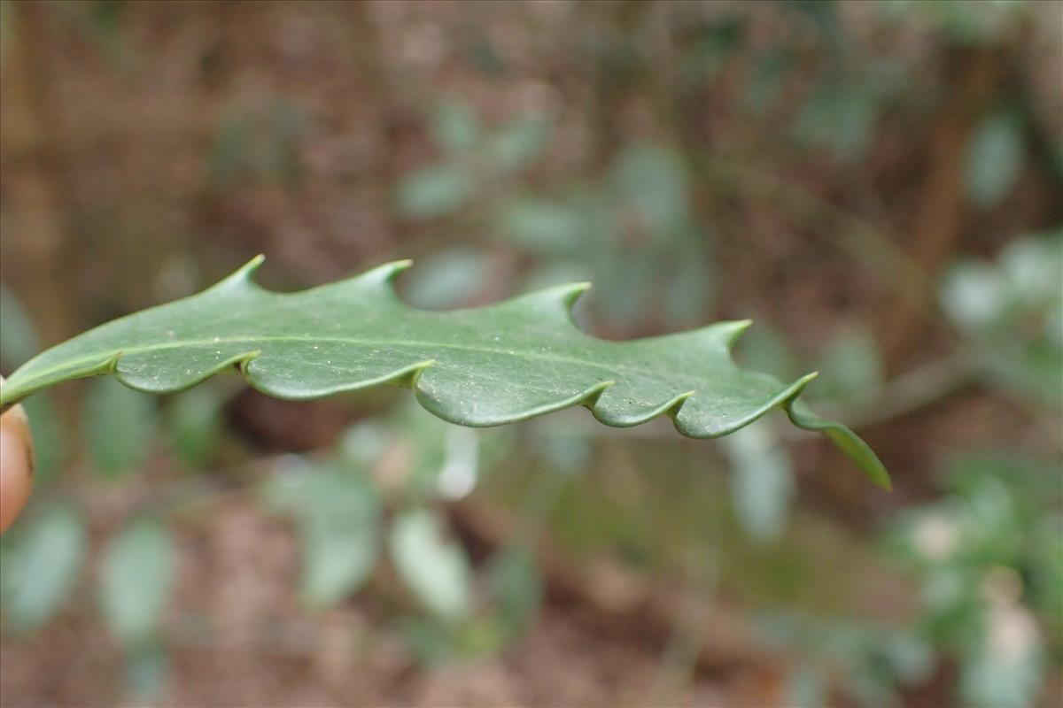 Ilex x meserveae (door Stef van Walsum)