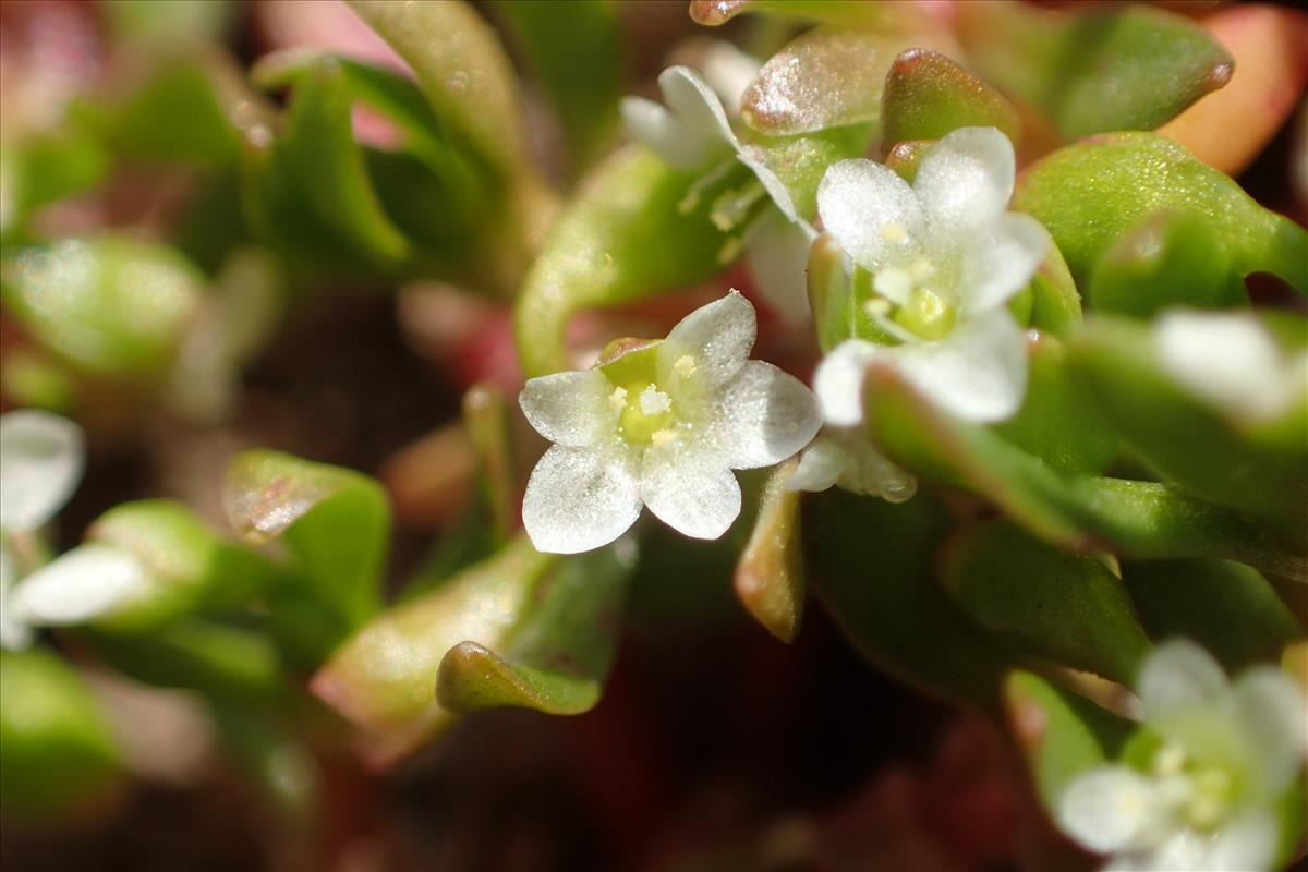 Montia arvensis (door Stef van Walsum)