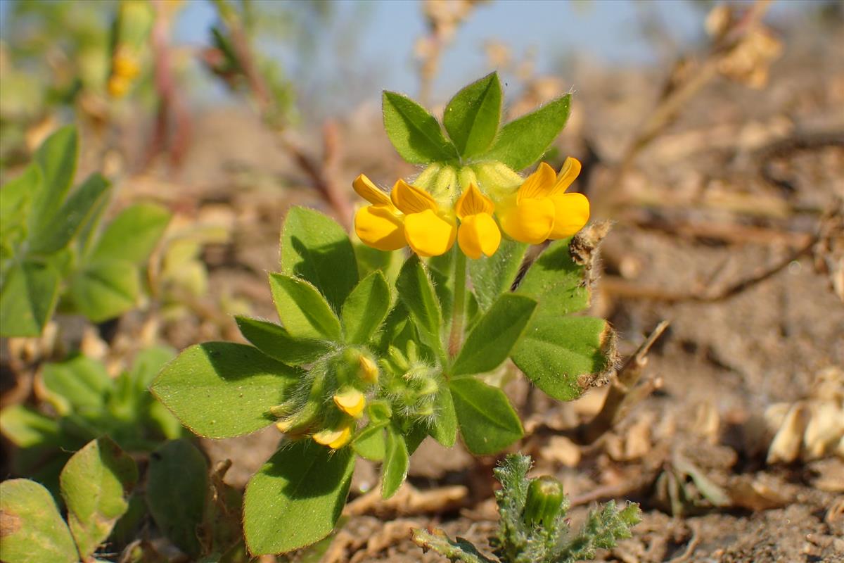 Lotus ornithopodioides (door Sipke Gonggrijp)