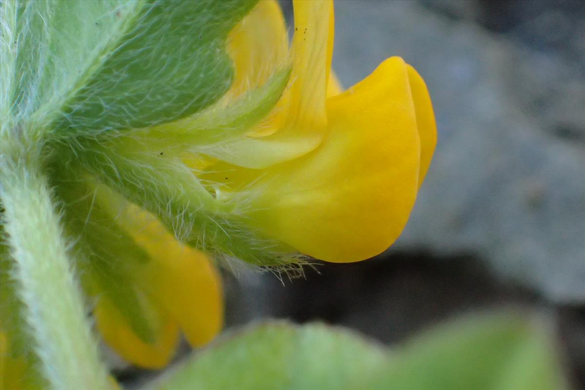 Lotus ornithopodioides (door Sipke Gonggrijp)