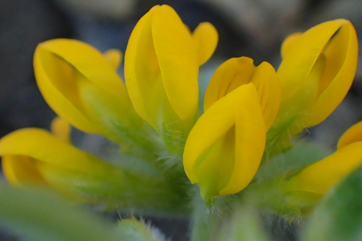 Lotus ornithopodioides (door Sipke Gonggrijp)