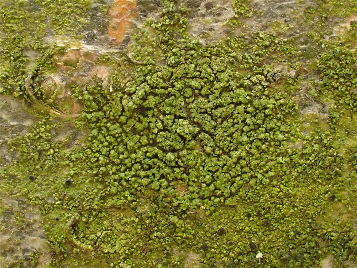 Halecania viridescens (door Matthijs Molenaar)