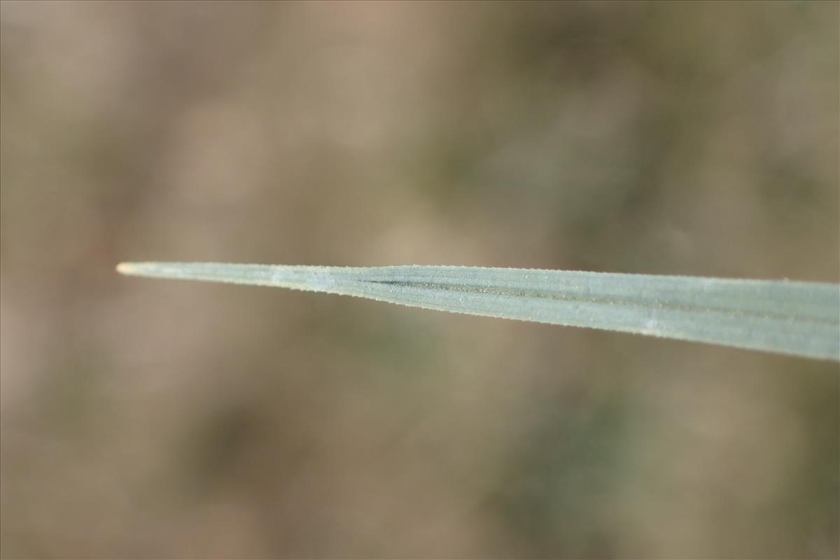 Carex panicea (door Stef van Walsum)